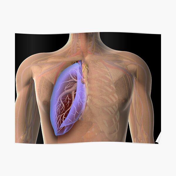 Transparent view of human chest showing the lung. Poster