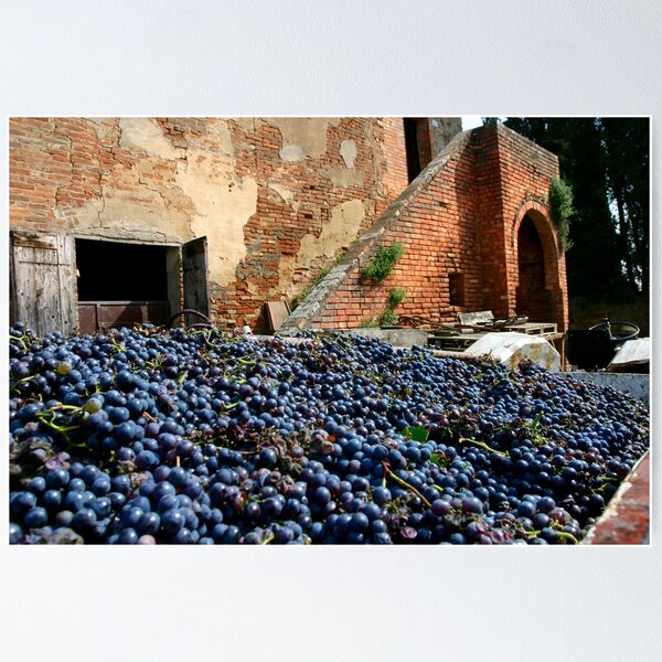 Item preview, Grape harvest designed and sold by SpikeFlutie.