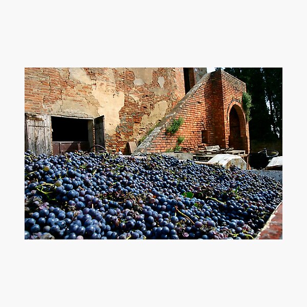 Item preview, Grape harvest designed and sold by SpikeFlutie.