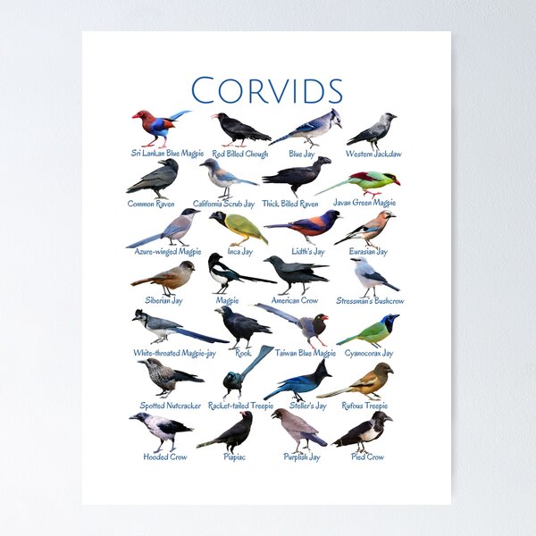 Corvids - 28 Distinctive Birds Poster