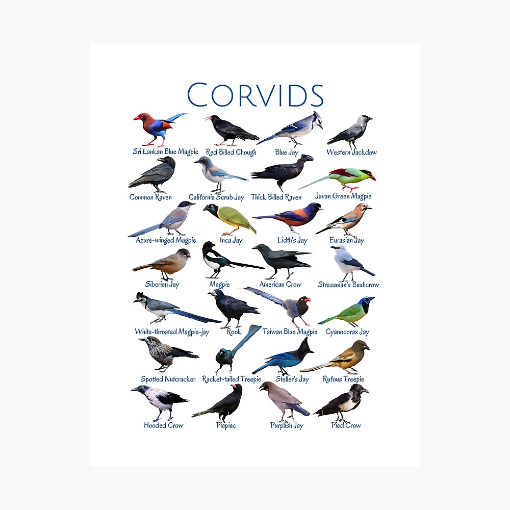 Corvids - 28 Distinctive Birds Poster