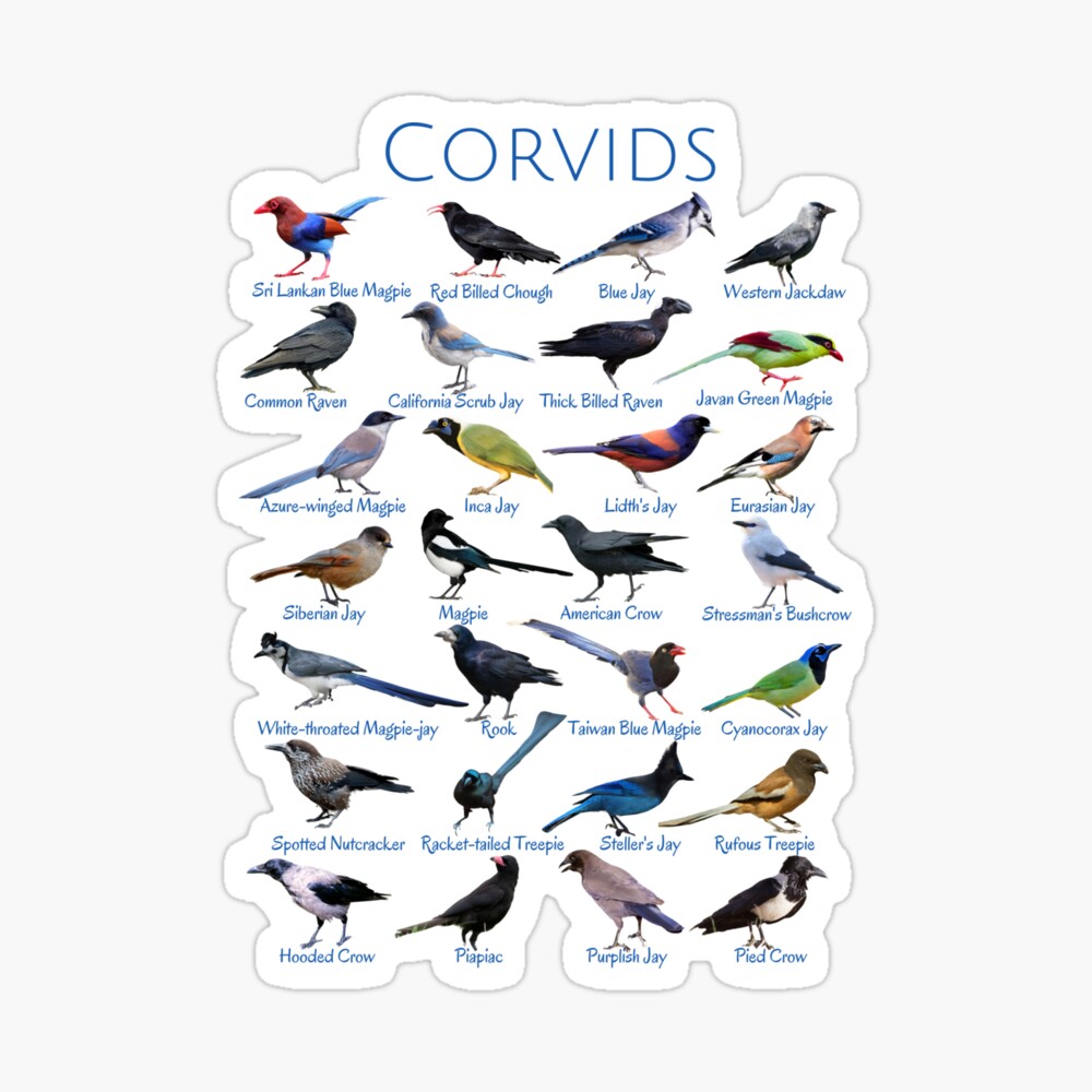 Corvids - 28 Distinctive Birds Poster