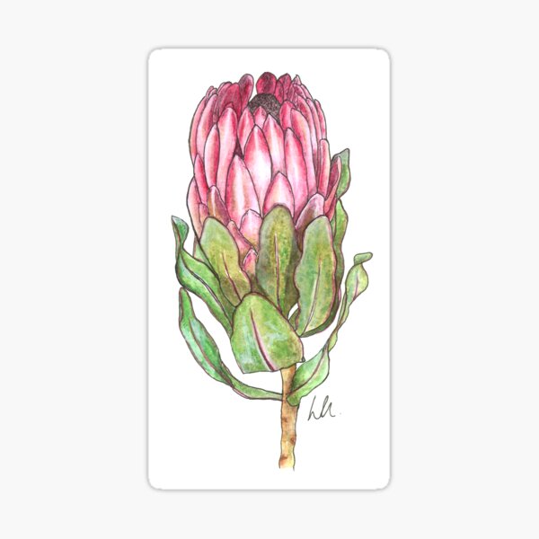 Item preview, Protea Flower designed and sold by liwhannah-art.