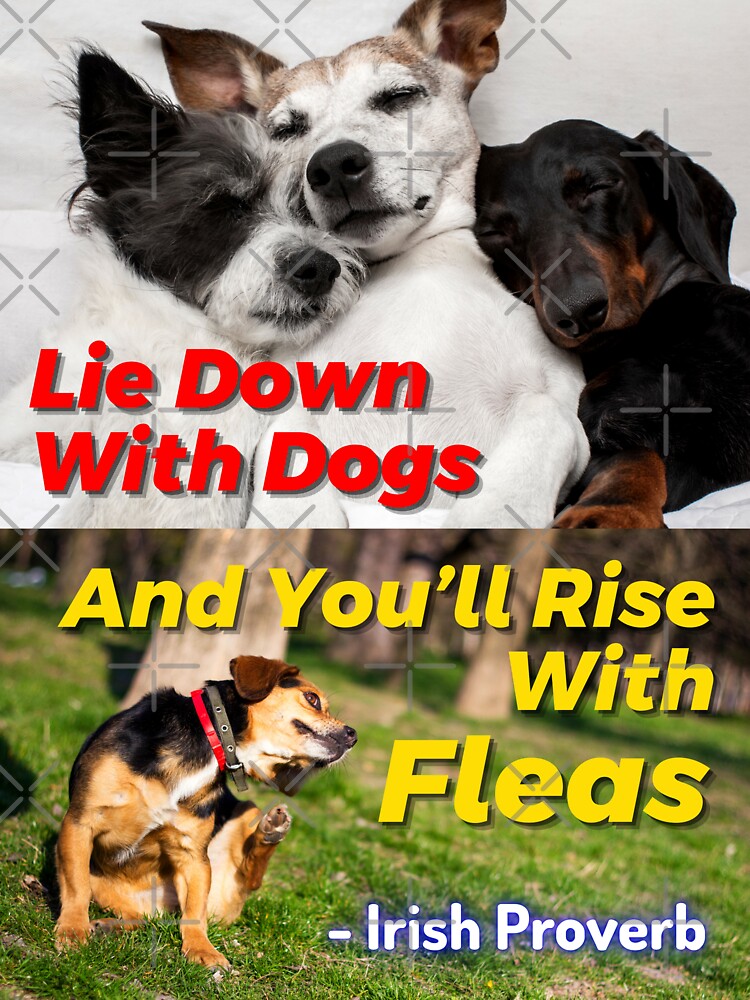 "Irish Proverb - Lie Down With Dog And You'll Rise With Fleas" Sticker ...