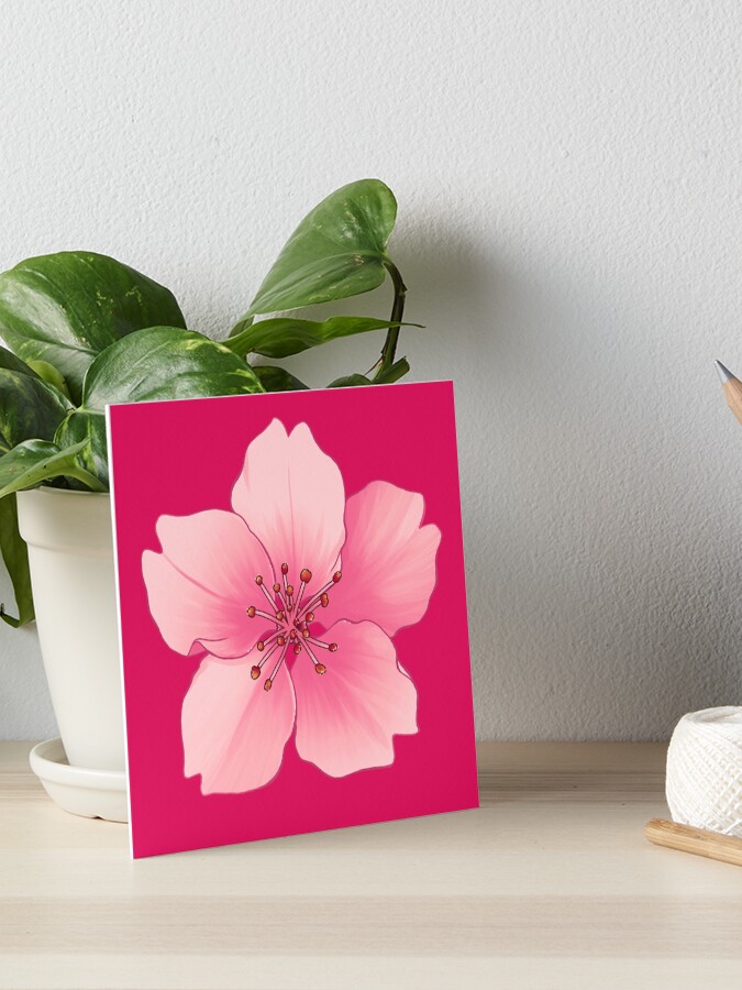 One standalone cherry blossom sakura flower in pink