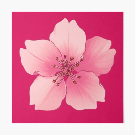 One standalone cherry blossom sakura flower in pink