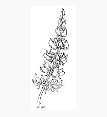 Lupins Photographic Print