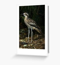 Bush thick knee. Greeting Card