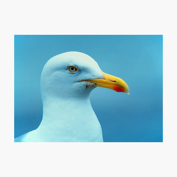 Item preview, gull designed and sold by Zokakelt.
