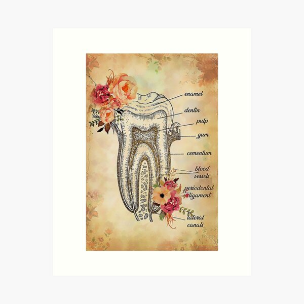 Dental Art Gift Dentist Dentistry Molar Tooth Resin Art Alcohol