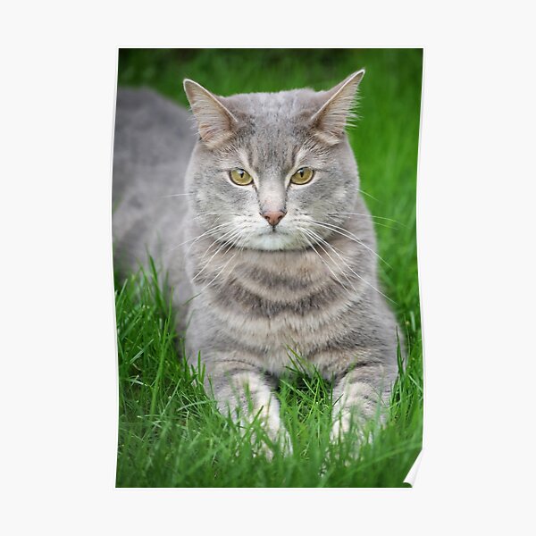 Poster Chat Tigre Gris Et Saumon Par Ljm000 Redbubble