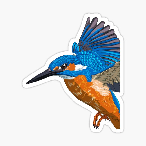 Premium Vector | Hand drawn solid color kingfisher bird illustration