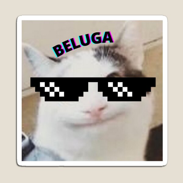 BeLugA MySTeRys  Funny cat faces, Beluga, Cat profile