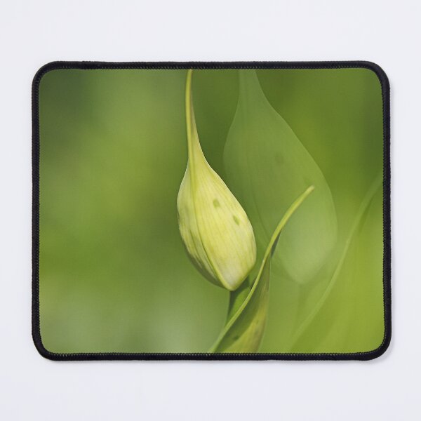 Item preview, Agapanthus Graceful Duet designed and sold by Joy Watson - Natural Light Photography .