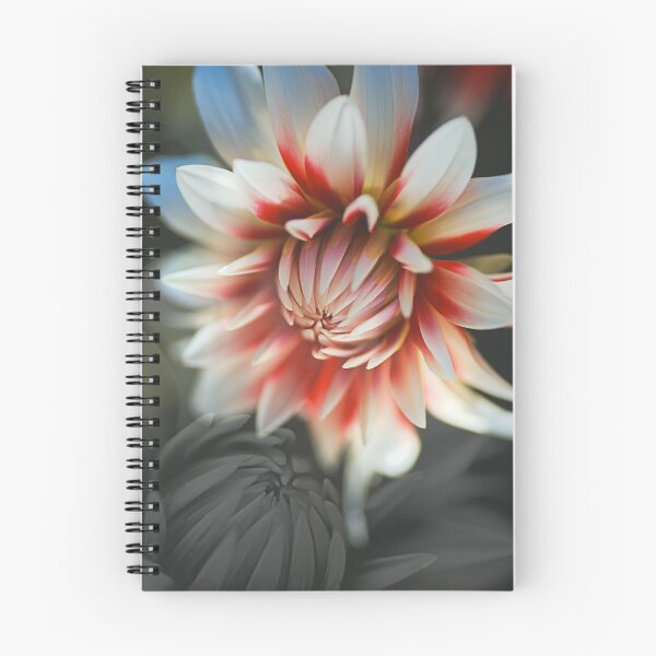 Item preview, The Tender Loving Dahlias designed and sold by Joy Watson - Natural Light Photography .