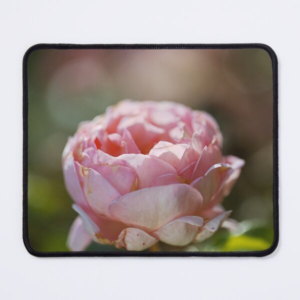 Item preview, The Pink Hue Gold Rose designed and sold by Joy Watson - Natural Light Photography .