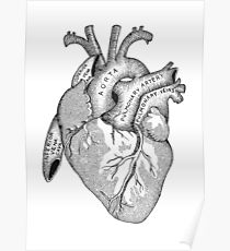 Study of the Heart Poster