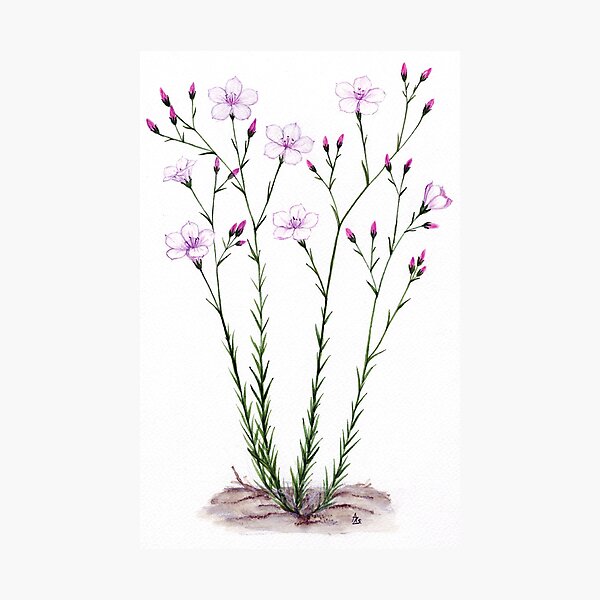 Item preview, Narrow-leaved Flax - Linum tenuifolium designed and sold by Sue Abonyi.