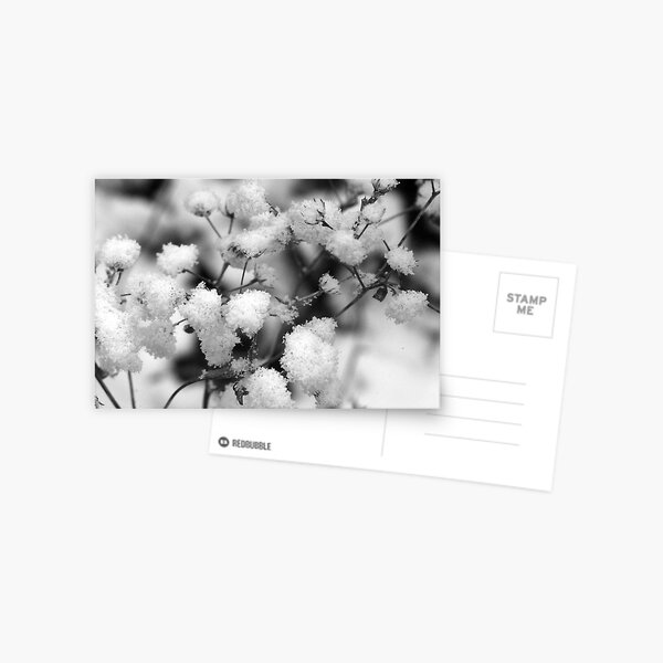 REDREAMING SNOWBALLS Postcard