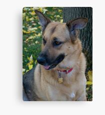 Rex Canvas Print