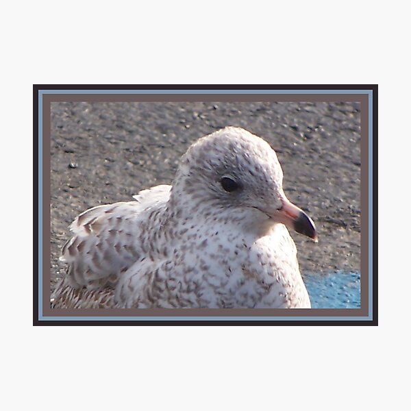 Item preview, Freckled Gull designed and sold by Starr1949.
