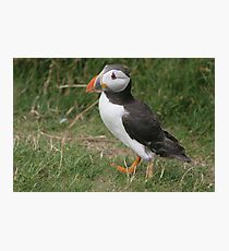 Puffin Photographic Print