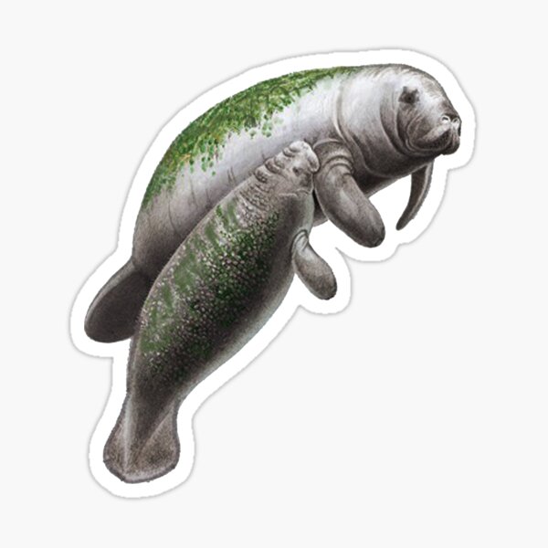 Manatee Delight Sticker