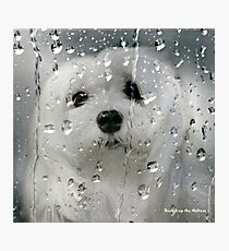 Snowdrop the Maltese - Spring Showers Photographic Print
