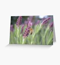 Lavendar Summer Greeting Card