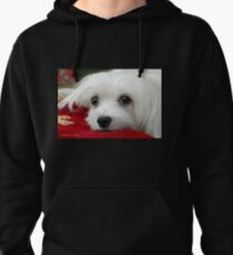 Snowdrop the Maltese Pullover Hoodie