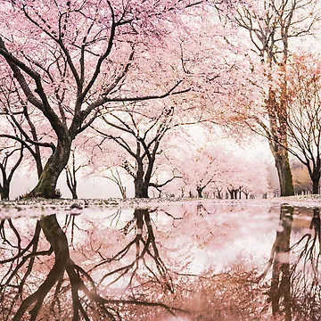 Artwork thumbnail, Pink Blossom Trees Reflection In Puddle In Spring - Reflection by MSistersDesigns