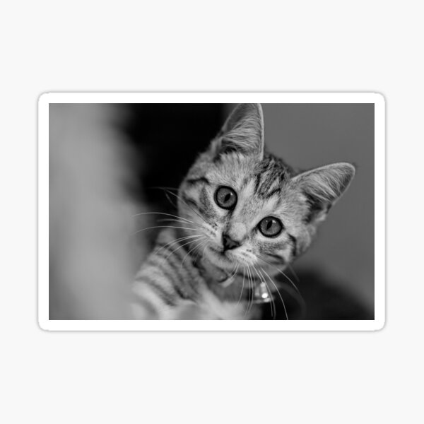 Beautiful Cat with big eyes Sticker