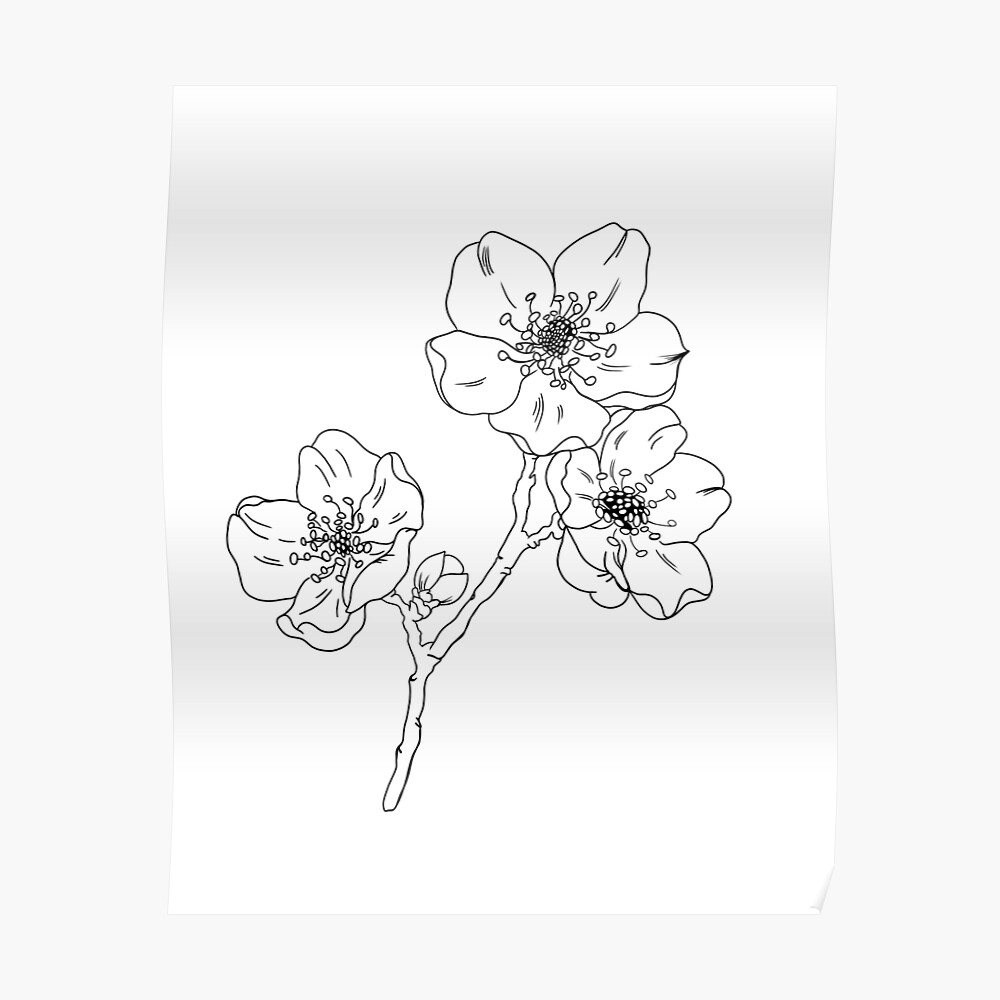 Apple blossom floral botanical flower. Wild spring leaf wildflower isolated. beautiful blooming flowers tattoo sketch. Isolated flowers illustration element on white background." Sticker for Sale by littlemagic377