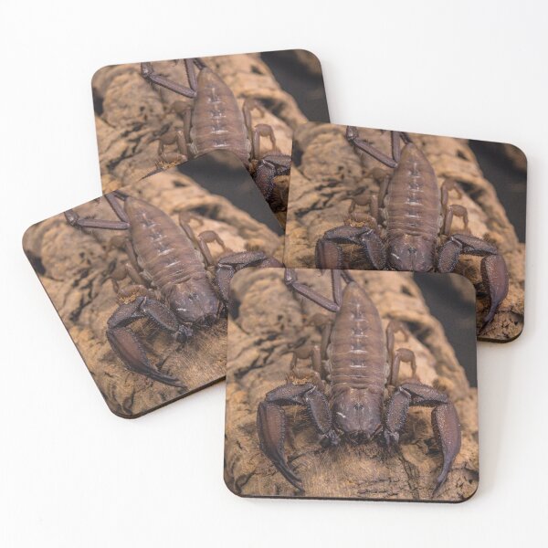 Aperçu de l'œuvre Scorpion de roche plate créée et vendue par Adaptive Boneyard.