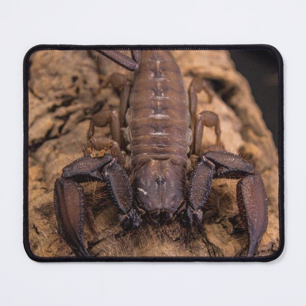 Item preview, Flat Rock Scorpion designed and sold by Adaptive Boneyard.