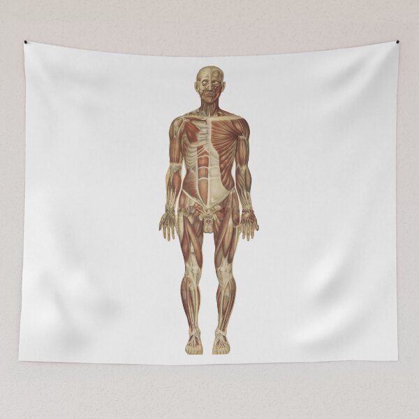 Item preview, Human anatomy | male anatyomy | old anatomy picture  designed and sold by KARTICK DUTTA.