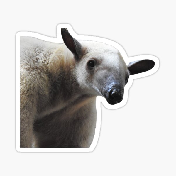 Tamandua cartoon illustration Sticker for Sale by Misscartoon