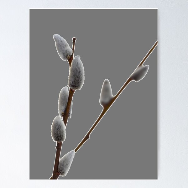 Item preview, Pussy willows transparent designed and sold by Jouko Lehto Photography.