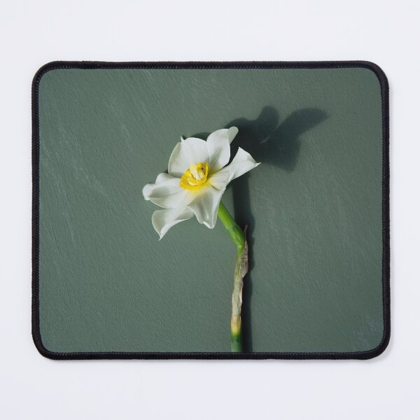 Item preview, Single narcissi designed and sold by gailgriggs.