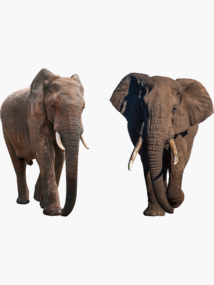"2 elephants walking around quietly" Sticker for Sale by