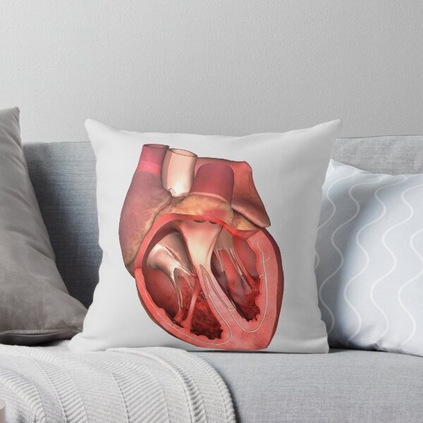 Item preview, Heart valves showing pulmonary valve, mitral valve and tricuspid. designed and sold by StocktrekImages.