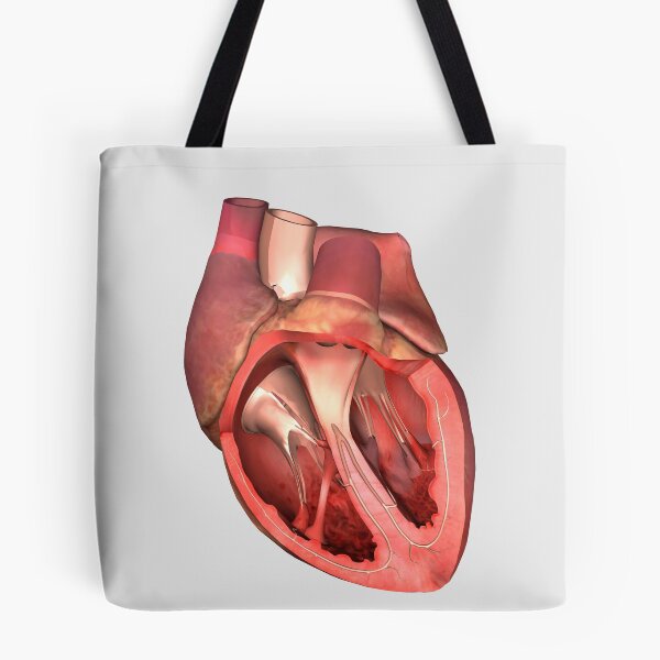 Item preview, Heart valves showing pulmonary valve, mitral valve and tricuspid. designed and sold by StocktrekImages.