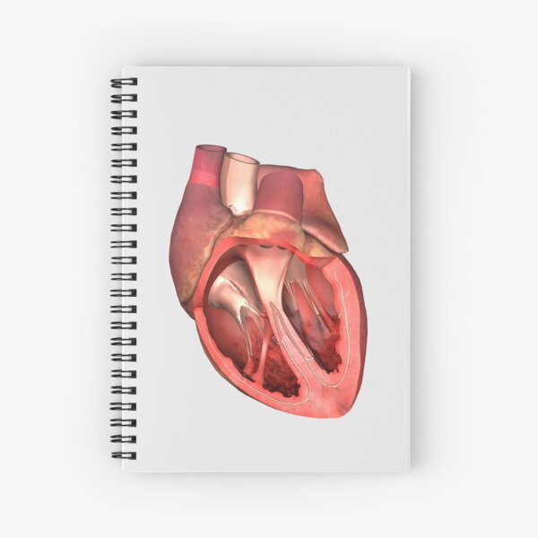 Item preview, Heart valves showing pulmonary valve, mitral valve and tricuspid. designed and sold by StocktrekImages.
