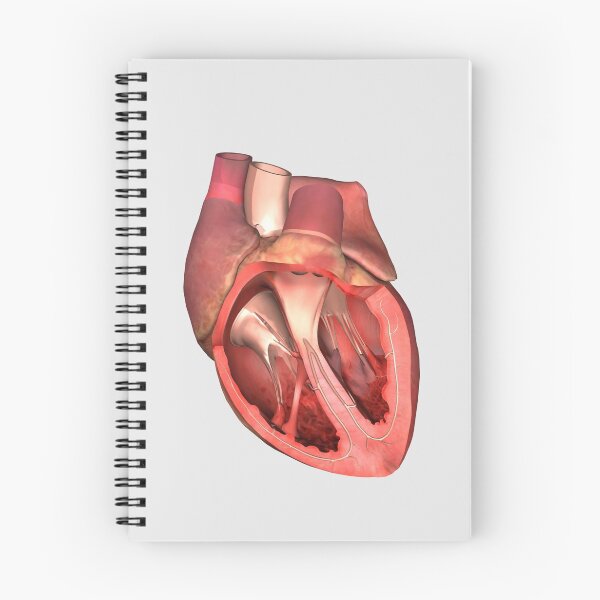 Item preview, Heart valves showing pulmonary valve, mitral valve and tricuspid. designed and sold by StocktrekImages.