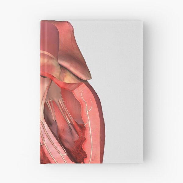 Item preview, Heart valves showing pulmonary valve, mitral valve and tricuspid. designed and sold by StocktrekImages.