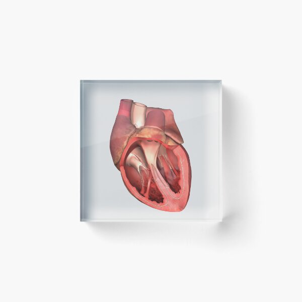 Item preview, Heart valves showing pulmonary valve, mitral valve and tricuspid. designed and sold by StocktrekImages.