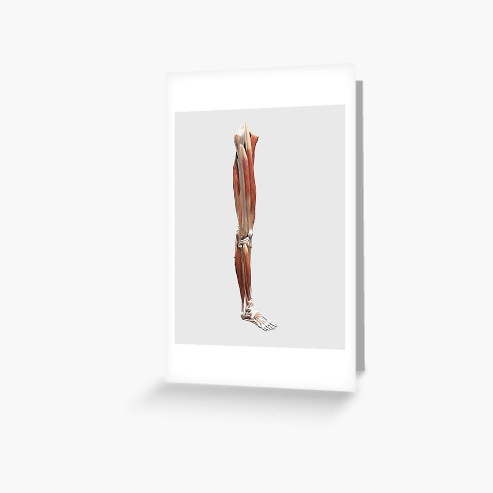 Medical Illustration Of Human Leg Muscles, Four Side Hardcover Journal