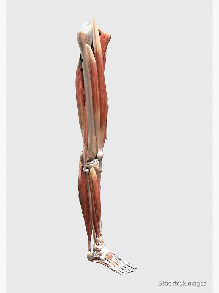 "Medical illustration of human leg muscles, bones and ...