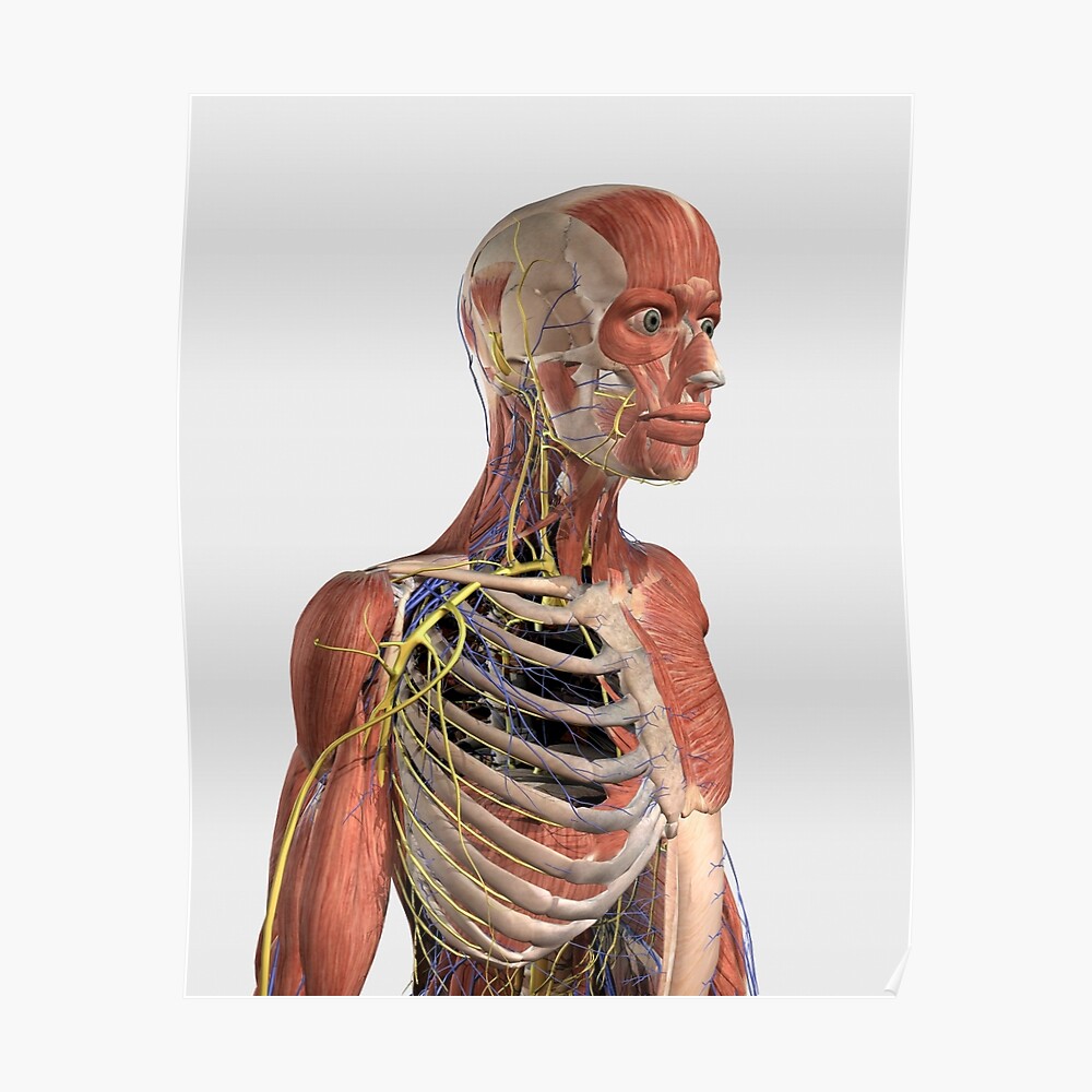 Human Upper Body Showing Muscle Parts Axial Skeleton Veins And Nerves Greeting Card By Stocktrekimages Redbubble