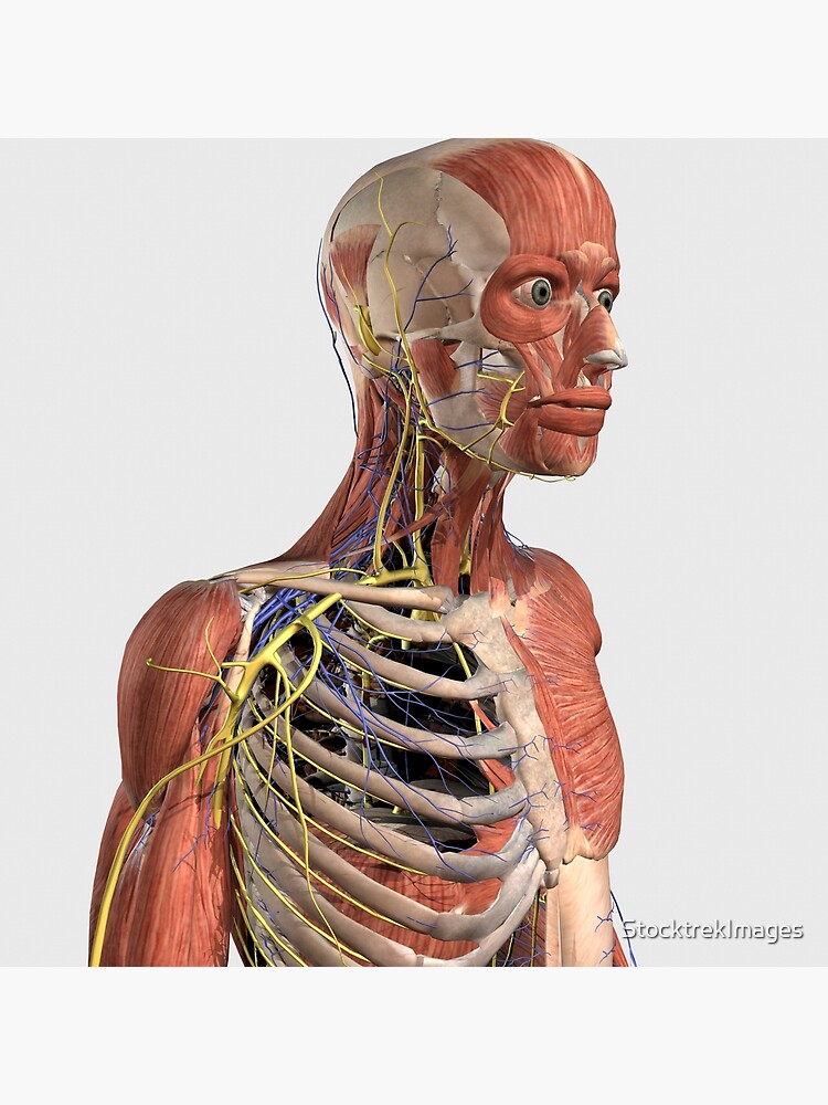 Upper Torso Muscle Anatomy / Pull Up Muscles Which Muscles Are Used For